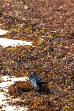 Great Kiskadee yellow brown male female and Great-Tailed Grackle bird birds eating disgusting sargazo at tropical mexican beach in Playa del Carmen Quintana Roo Mexico.