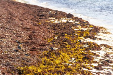 Çulluk çulluk erkek kuş dişi kuş Playa del Carmen Quintana Roo Meksika 'daki tropik Meksika plajında iğrenç sargazo yiyor..