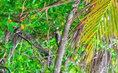 Red bellied woodpecker hammering drill on tree trunk in Playa del Carmen Quintana Roo Mexico.
