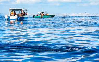 Cancun Quintana Roo Mexico 'da tekne turunda büyük güzel balina köpekbalıkları su yüzeyinde yüzer..