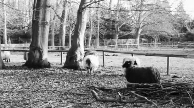 Brgerpark Bremerhaven Almanya 'sındaki bir çiftlikte boynuzlu ve kürklü şirin keçiler ve koyunlar..