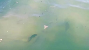Tropik balıkları besliyorlar ve Quintana Roo Mexico 'daki Holbox adasında yeşil turkuaz ve mavi suda yüzüyorlar..