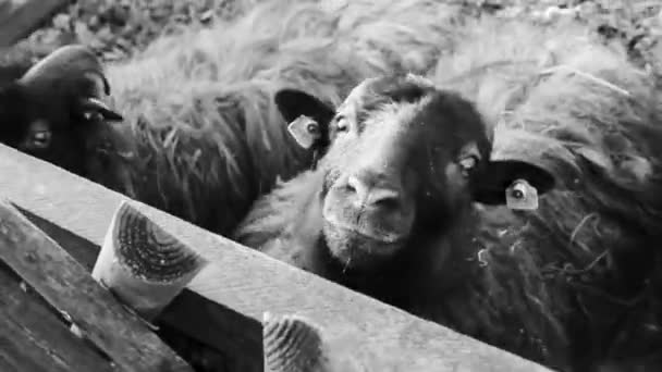 Маленькі Козенята Вівці Рогатими Рогами Хутряною Шкірою Фермі Бргерпарк Бремергафен — стокове відео