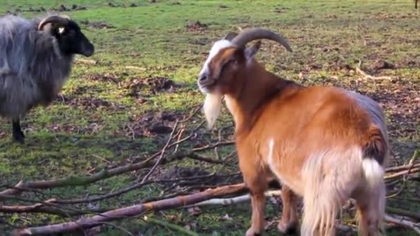 德国布雷德郡一个农场里可爱的山羊小山羊和长着角和毛皮的山羊 — 图库视频影像