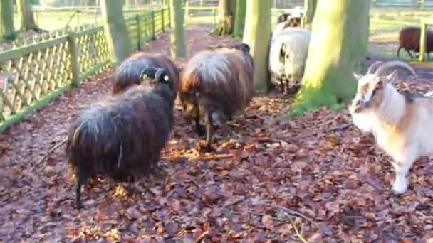 Roztomilé Malé Kozy Ovce Rohy Parohy Kožešinová Kůže Farmě Brgerpark — Stock video