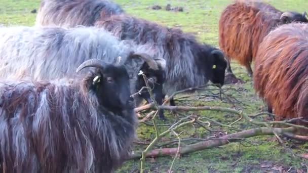Cute Small Goat Goats Sheep Horns Antlers Fur Skin Farm — Vídeo de Stock