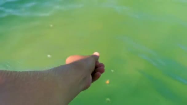 Feeding Tropical Fish Swimming Green Turquoise Blue Water Holbox Island — Stockvideo
