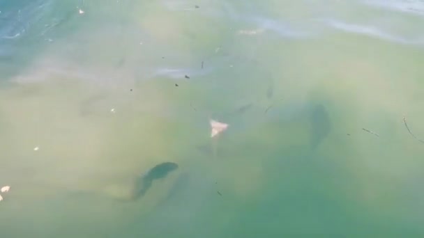Feeding Tropical Fish Swimming Green Turquoise Blue Water Holbox Island — 비디오