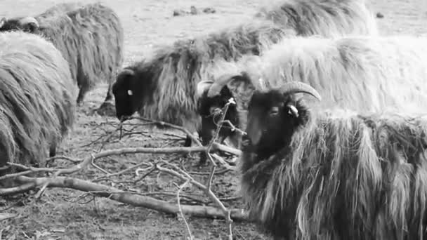 Симпатичные Маленькие Козлята Овцы Рогами Меховой Кожей Ферме Бргерпарке Бремерхафен — стоковое видео