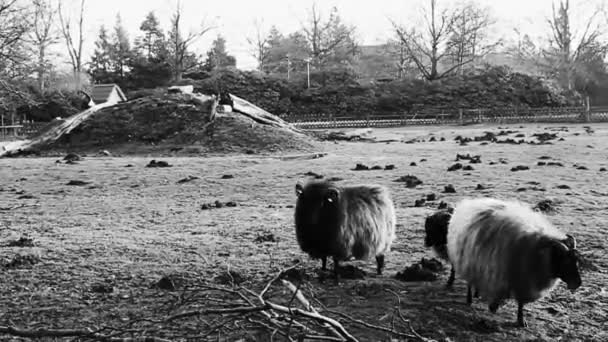 Cute Małe Kozy Owce Rogami Poroża Skóry Futra Gospodarstwie Brgerpark — Wideo stockowe