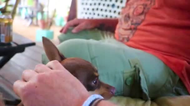 Kärleksfullt Smeka Hunden Att Sova Isla Holbox Quintana Roo Mexiko — Stockvideo