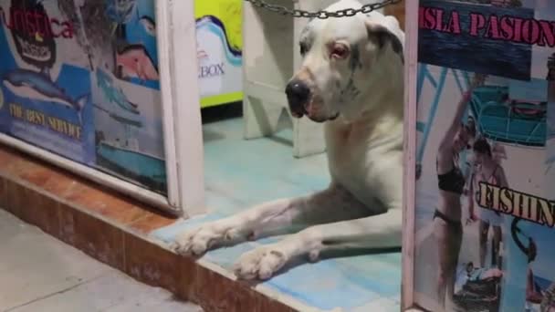 Τεράστιο Σκυλί Που Βρίσκεται Στο Κατάστημα Στο Νησί Isla Holbox — Αρχείο Βίντεο