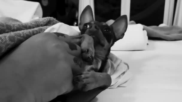 Αγάπη Χάιδεψε Σκύλο Για Κοιμηθεί Στο Νησί Isla Holbox Στο — Αρχείο Βίντεο