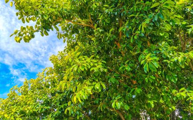 Trees Treetops Plants and Nature in Playa del Carmen Quintana Roo Mexico.