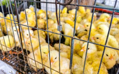 Small yellow chicks chickens trapped in cage in Playa del Carmen Quintana Roo Mexico.