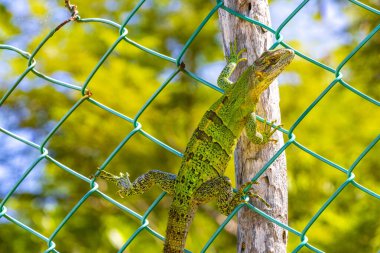 A Caribbean green lizard Lacerta Viridis half green half brown lizards on a fence in Playa del Carmen Quintana Roo Mexico.