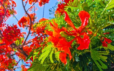 Flamboyant or Delonix Regia red flowers closeup. Beautiful tropical flame tree flowers. Royal Poinciana Tree or Flame Tree or Peacock Flower in Playa del Carmen Quintana Roo Mexico.