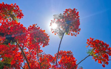 Flamboyant or Delonix Regia red flowers closeup. Beautiful tropical flame tree flowers. Royal Poinciana Tree or Flame Tree or Peacock Flower in Playa del Carmen Quintana Roo Mexico.