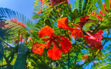 Flamboyant or Delonix Regia red flowers closeup. Beautiful tropical flame tree flowers. Royal Poinciana Tree or Flame Tree or Peacock Flower in Playa del Carmen Quintana Roo Mexico.