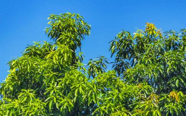 Green tropical plants palm trees flowers and trees on the coast in Zicatela Puerto Escondido Oaxaca Mexico.