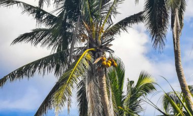 Tropical natural mexican palm tree with coconuts and blue sky background in Mazunte Oaxaca Mexico.