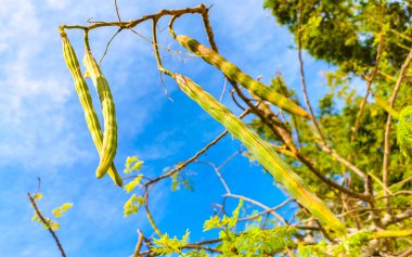 Playa del Carmen Quintana Roo Mexico 'da mavi gökyüzü arka planlı sabah ağacı ve yeşil ağaç tohumu..