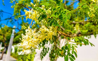 Playa del Carmen Quintana Roo Mexico 'da mavi gökyüzü arka planlı sabah ağacı ve yeşil ağaç tohumu..