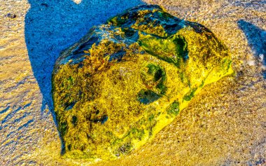 Playa del Carmen Quintana Roo Meksika sahilindeki turkuaz yeşil ve mavi sularda kayalar ve mercanlar..