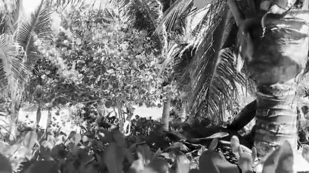 墨西哥卡门 金塔纳罗奥岛的热带天然墨西哥棕榈树 椰子和蓝天背景 — 图库视频影像