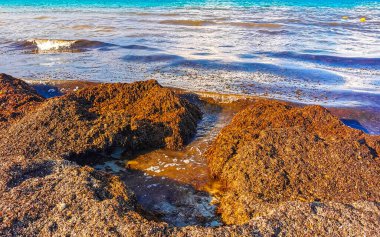 The beautiful Caribbean beach totally filthy and dirty the nasty seaweed sargazo problem in Playa del Carmen Quintana Roo Mexico.