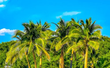 Playa del Carmen Quintana Roo Meksika 'da Hindistan cevizi ve mavi gökyüzü arka planlı tropik doğal Meksika palmiyesi..