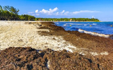 The beautiful Caribbean beach totally filthy and dirty the nasty seaweed sargazo problem in Playa del Carmen Quintana Roo Mexico.