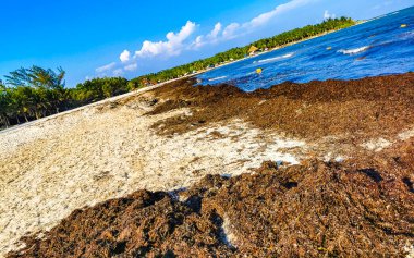 The beautiful Caribbean beach totally filthy and dirty the nasty seaweed sargazo problem in Playa del Carmen Quintana Roo Mexico.
