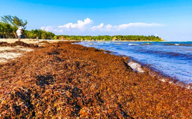 The beautiful Caribbean beach totally filthy and dirty the nasty seaweed sargazo problem in Playa del Carmen Quintana Roo Mexico.