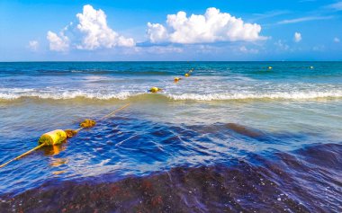 Tropical caribbean beach landscape panorama with clear turquoise blue water in Playa del Carmen Mexico.