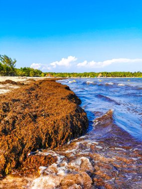 The beautiful Caribbean beach totally filthy and dirty the nasty seaweed sargazo problem in Playa del Carmen Quintana Roo Mexico.