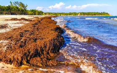 The beautiful Caribbean beach totally filthy and dirty the nasty seaweed sargazo problem in Playa del Carmen Quintana Roo Mexico.