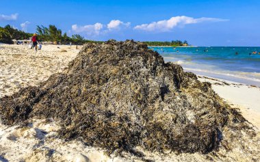 The beautiful Caribbean beach totally filthy and dirty the nasty seaweed sargazo problem in Playa del Carmen Quintana Roo Mexico.