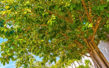Huge beautiful Ficus maxima Fig tree plant in Playa del Carmen Quintana Roo Mexico.