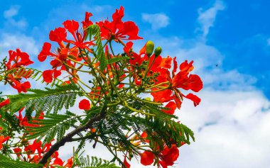 Flamboyant or Delonix Regia red flowers closeup. Beautiful tropical flame tree flowers. Royal Poinciana Tree or Flame Tree or Peacock Flower in Playa del Carmen Quintana Roo Mexico.