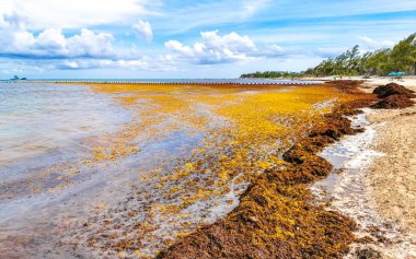 The beautiful Caribbean beach totally filthy and dirty the nasty seaweed sargazo problem in Playa del Carmen Quintana Roo Mexico.
