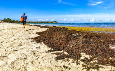 The beautiful Caribbean beach totally filthy and dirty the nasty seaweed sargazo problem in Playa del Carmen Quintana Roo Mexico.