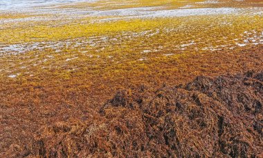 The beautiful Caribbean beach totally filthy and dirty the nasty seaweed sargazo problem in Playa del Carmen Quintana Roo Mexico.