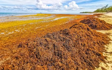 The beautiful Caribbean beach totally filthy and dirty the nasty seaweed sargazo problem in Playa del Carmen Quintana Roo Mexico.