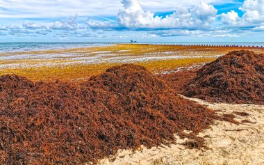 The beautiful Caribbean beach totally filthy and dirty the nasty seaweed sargazo problem in Playa del Carmen Quintana Roo Mexico.
