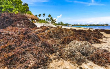 The beautiful Caribbean beach totally filthy and dirty the nasty seaweed sargazo problem in Playa del Carmen Quintana Roo Mexico.
