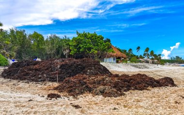 The beautiful Caribbean beach totally filthy and dirty the nasty seaweed sargazo problem in Playa del Carmen Quintana Roo Mexico.