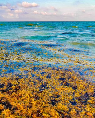 The beautiful Caribbean beach totally filthy and dirty the nasty seaweed sargazo problem in Playa del Carmen Quintana Roo Mexico.