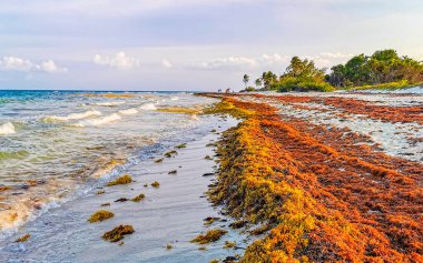 The beautiful Caribbean beach totally filthy and dirty the nasty seaweed sargazo problem in Playa del Carmen Quintana Roo Mexico.