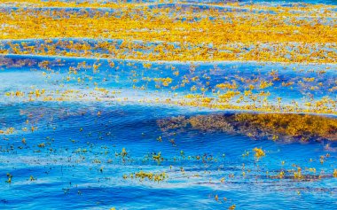 Playa del Carmen Quintana Roo Meksika 'da deniz yosunu sargazosuyla dolu bir sürü iğrenç ve kirli Karayip sahil suyu..